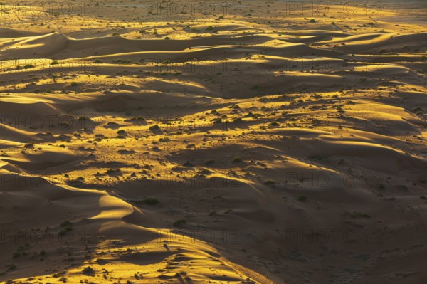Wind-sculpted sand dunes with green vegetation, at sunrise in the Rub al Khali desert, Dhofar province, Arabian Peninsula, Sultanate of Oman
