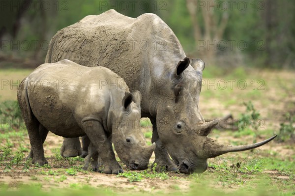 White rhino, white rhino (Ceratotherium simum), adult female feeding with young, foraging, two animals, Hluhluwe Umfolozi National Park, Hluhluwe iMfolozi National Park, KwaZulu Natal, South Africa, Africa