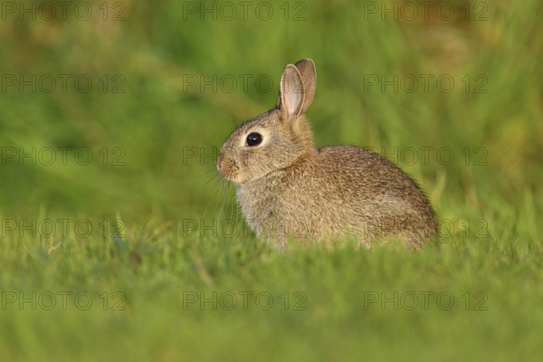 Wild rabbit (Oryctolagus cuniculus), young animal sitting on a meadow, Texel, West Frisian Islands, province of North Holland, Netherlands