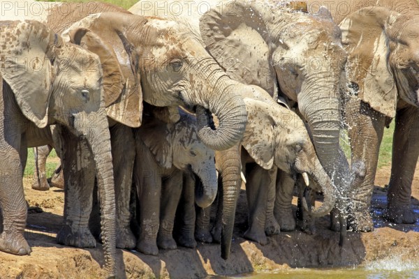 African elephant (Loxodonta africana), herd with young animals drinking at a waterhole, Addo Elephant National Park, Eastern Cape, South Africa, Africa