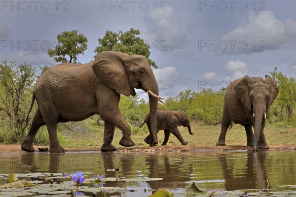 African elephant (Loxodonta africana), adult, female, mother, male, bull, young animal, mother with young animal and young bull, at the water, drinking, Kruger National Park, Kruger National Park, South Africa, Africa