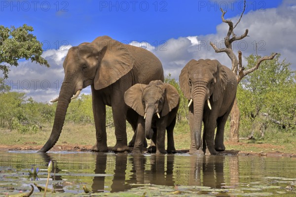 African elephant (Loxodonta africana), adult, female, mother, two young, mother with young, at the water, drinking, Kruger National Park, Kruger National Park, South Africa, Africa