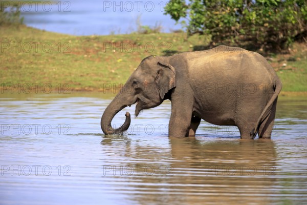 Asian elephant (Elephas maximus maximus), Sri Lanka Elephant, adult male in water, drinking, Udawalawe National Park, Sri Lanka, Asia