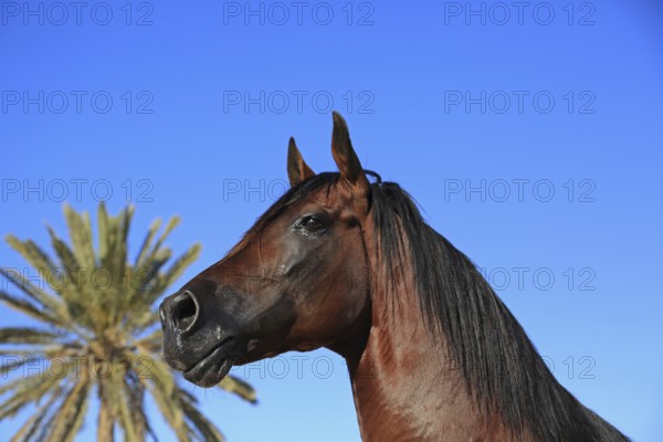 Berber horse, Djerba, Tunisia, Berber, Africa