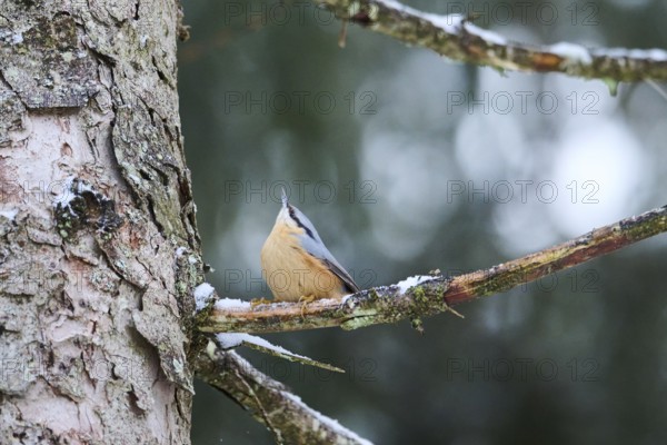 Eurasian nuthatch (Sitta europaea) on a tree trunk in winter, Bavaria, Germany, Europe