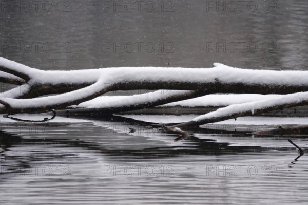 Branches with snow, Winter, Germany, Europe