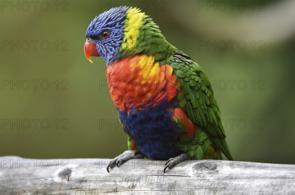 Lorikeet, (Loriini) in Marlow Bird Park, Mecklenburg-Western Pomerania, Germany, Europe