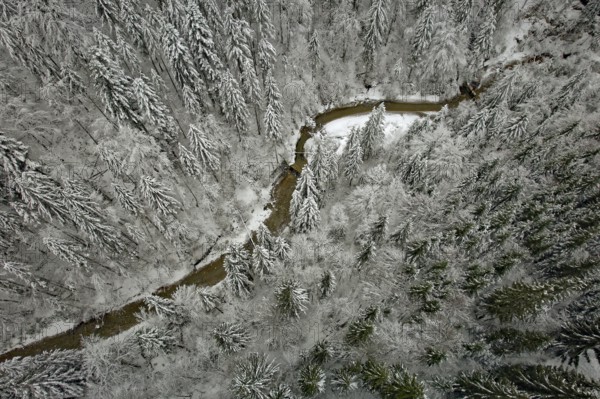 Gießenbach, winter, snow-covered trees, drone shot, without horizon, Kiefersfelden, Upper Bavaria, Bavaria, Germany, Europe