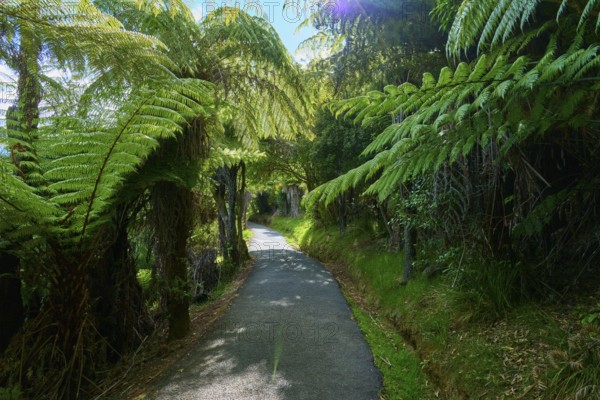 A narrow path winds its way through dense ferns and shady trees, Cathedral Cove, Hahei, Coromandel Peninsula, North Island, New Zealand, Oceania