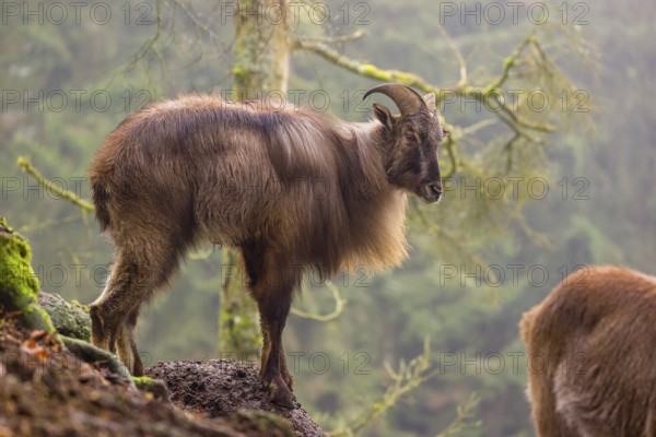 A male Himalayan Tahr (Hemitragus jemlahicus) stands in the forest on a foggy day