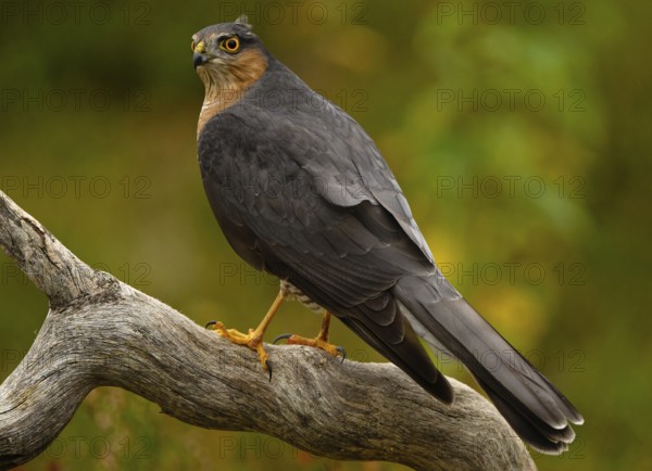 Sparrowhawk (Accipeter nisus), on a tree stump, looking to the side, back view, autumn mood, Northern Finland, Finland, Europe