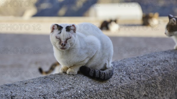 A white cat sits quietly on a wall outside a building, cat (n), Olymbos, mountain village, morning light, Karpathos, Dodecanese, Greek Islands, Greece, Europe