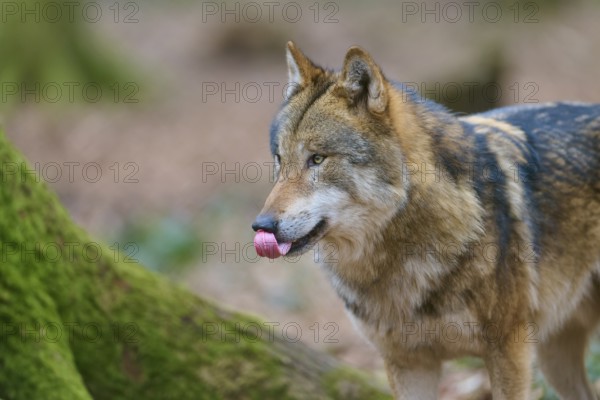 Wolf (Canis lupus), licking his nose with his tongue, portrait, Germany, Europe