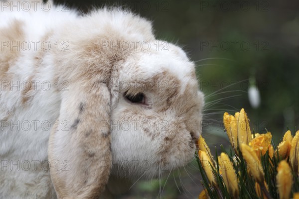 Rabbit (Oryctolagus cuniculus domestica), pet, ram rabbit, crocuses, early bloomers, Easter, poisonous, The yellow crocuses are poisonous to rabbits. Portrait of a rabbit with floppy ears sniffing the flowers
