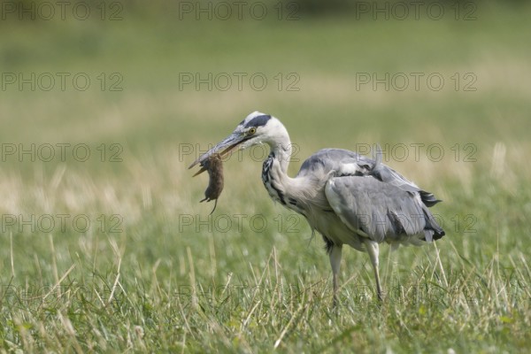 Grey heron (Ardea cinerea) in a meadow, holding a trapped mouse in its beak, Hesse, Germany, Europe