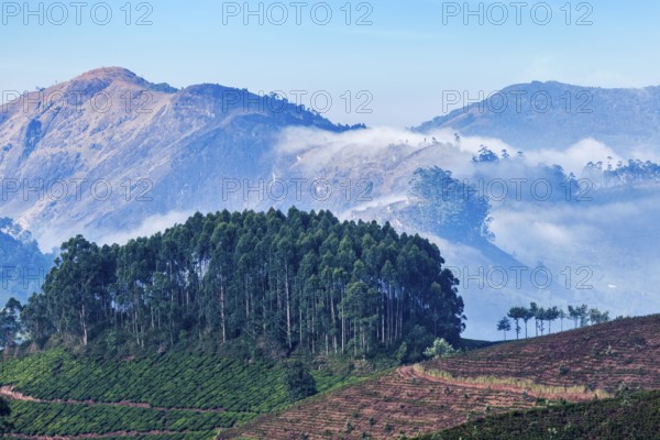 Kerala India travel background, sunrise and tea plantations in Munnar, Kerala, India, Asia