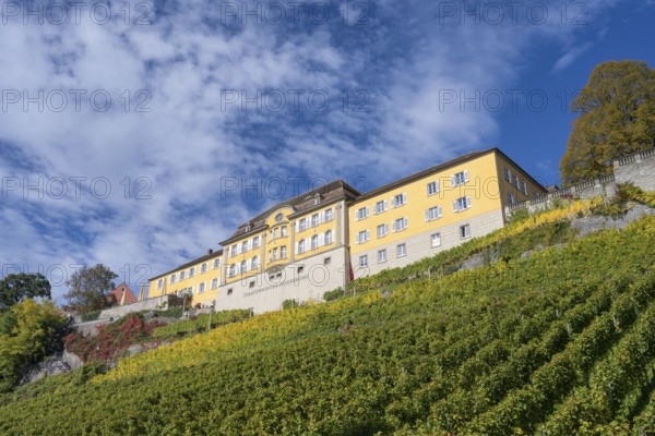 Meersburg State Winery on a vineyard, Lake Constance, Lake Constance district, Baden-Württemberg, Germany, Europe