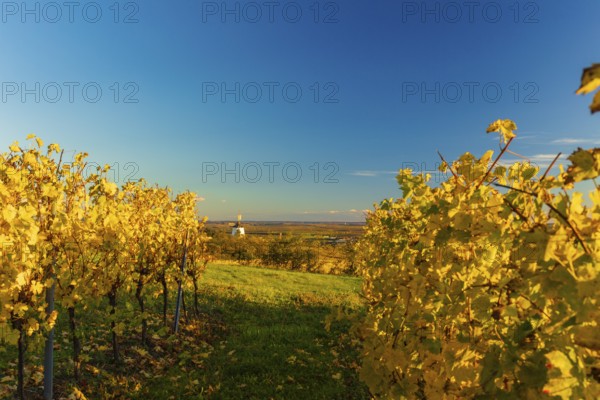 Surrounded by Vineyards. Windmill Retz, located in Lower Austria. The windmill is one of the last two operational windmills in Austria