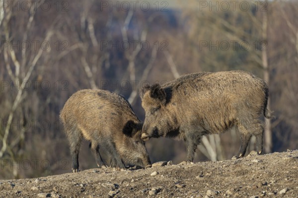 Two adult wild boar or wild pig (Sus scrofa) standing on a small hill on an opening. First sweet morning light