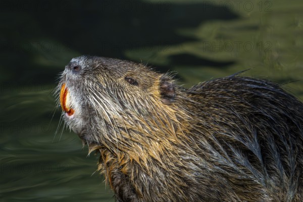 Coypu, nutria (Myocastor coypus) close-up portrait showing large bright orange-yellow incisors, invasive rodent in Europe, native to South America