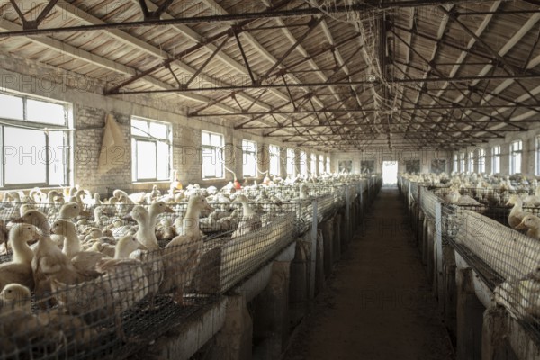 Duck breeding station, Jiang Su Salted Duck Farming Co. Ltd, Xiang Shui County, China, Asia