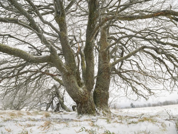 Willow Tree, (Salix sp.) covered in frost and snow, November, beside the crossroad Hochrhönstrasse and Franzosenweg. Rhön UNESCO Biosphere nature reserve, county Bavaria, Germany, Europe