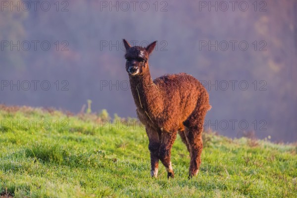 A young brown Alpaca (Vicugna pacos) stands on a green meadow