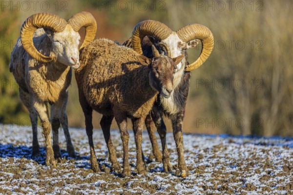 Three snow sheep (Ovis nivicola), or Siberian bighorn sheep stand on a snow covered meadow