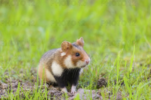 A European hamster (Cricetus cricetus), Eurasian hamster, black-bellied hamster or common hamster, leaves his den