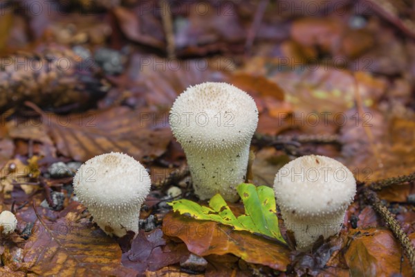 Common puffballs, Lycoperdon perlatum, standing on forest floor