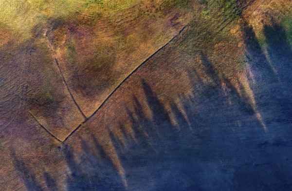Drone shot, autumn landscape, coniferous forest casts long shadows on a moor meadow, Mondseeland, Salzkammergut, Upper Austria, Austria, Europe
