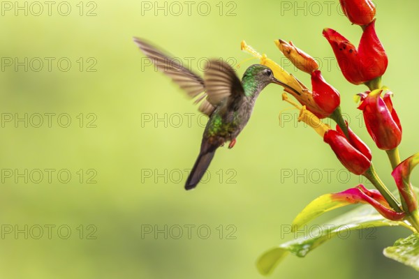 Green-fronted Brilliant Hummingbird (Heliodoxa jacula), Hummingbird (Trochilidae), Swiftbirds (Apodiformes), Laguna del Lagarto Lodge, Alajuela, Costa Rica, Central America