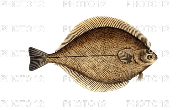Fish, Fish, Genus of right-eye flounders, Pleuronectes Limanda, Historical, digitally restored reproduction from a 19th century original, Record date not stated