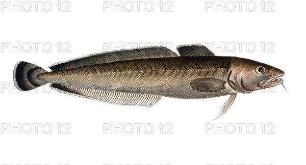 Fish, Fish, Family of cod, Gadus molva, the Ling, Historical, digitally restored reproduction from a 19th century original, Record date not stated