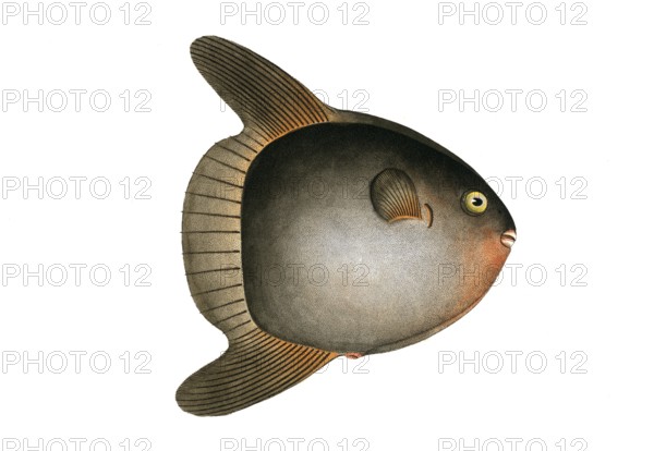 Fish, Fish, Family of hedgehog fish, Diodon mola, Sun-fish, the swimming head, The Sun-fish, pilot fish, Historical, digitally restored reproduction from a 19th century original, Record date not stated