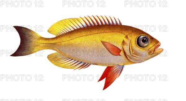 Fish, Fish, Genus of bannerfish, Anthias macrophtalmus, Historical, digitally restored reproduction from a 19th century original, Record date not stated