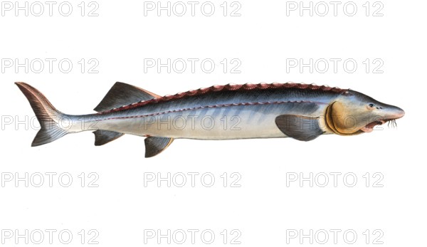 Fish, Fish, Fish genus from the sturgeon family, Acipenser Huso, The great Sturgeon, Historical, digitally restored reproduction from a 19th century original, Record date not stated