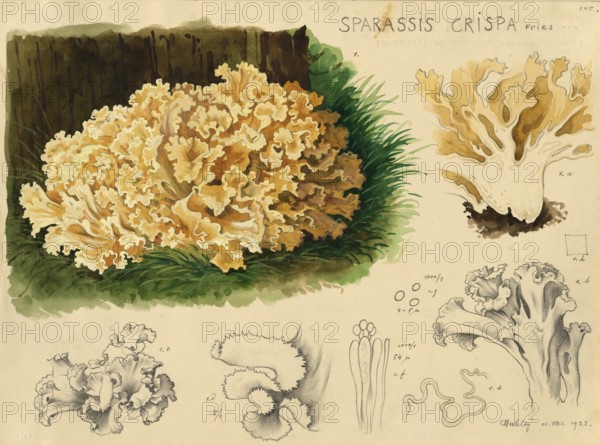 Mushroom, fungus, Wood Cauliflower fungus or fat hen, Wood Cauliflower crispa, authentic reproduction of an illustration by Hans Walty (1868-1948) from about 1915, historical