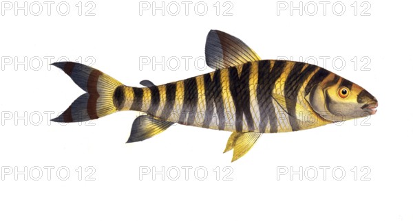 Fish, Fish, Salmon family, Salmo fasciatus, banded salmon, the streaked salmon family, Salmon, Historical, digitally restored reproduction from a 19th century original, Record date not stated