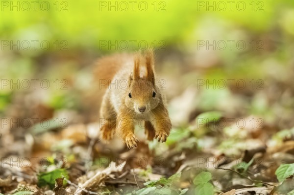 Red squirrel (Sciurus vulgaris) in a forest, Bavaria, Gernany