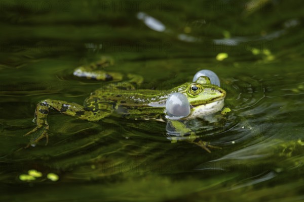 Edible frog (Pelophylax esculentus) in a little lake in the water, Bavaria, Germany, Europe