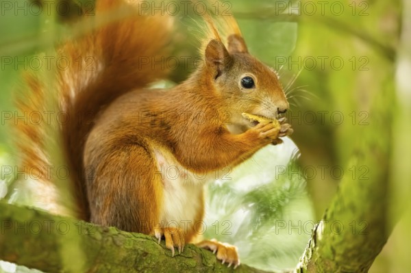 Red squirrel (Sciurus vulgaris) in a forest, Bavaria, Gernany