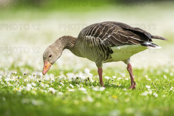 Greylag goose (Anser anser) on a field, Franconia, Bavaria, Germany, Europe