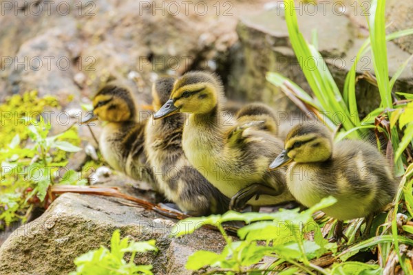 Wild duck (Anas platyrhynchos) youngsters, Bavaria, Germany, Europe