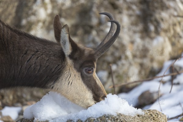 One chamois (Rupicapra rupicapra) standing on rocks, grazing in snow