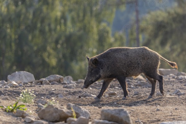 One adult wild boar or wild pig (Sus scrofa) walking over an opening with a green forest in the background