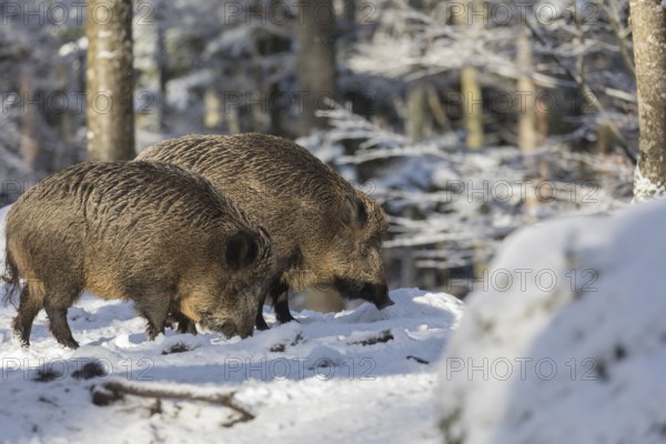 Wild boar or wild pig (Sus scrofa), walking through snow covered forest