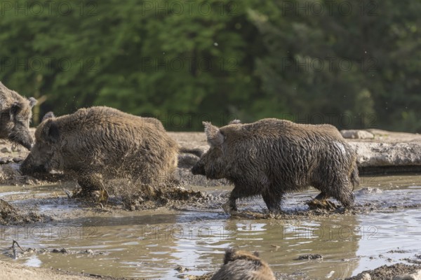 Two wild boar or wild pig (Sus scrofa), fighting in a small pool with a green forest in the background
