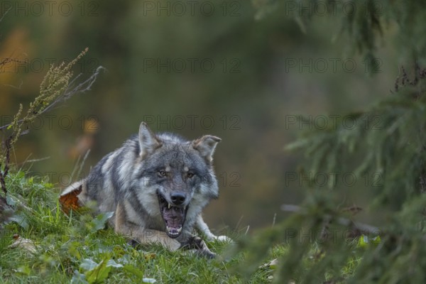 One eurasian gray wolf (Canis lupus lupus) lying on a hill, chewing on a piece of fur. A green forest in the background