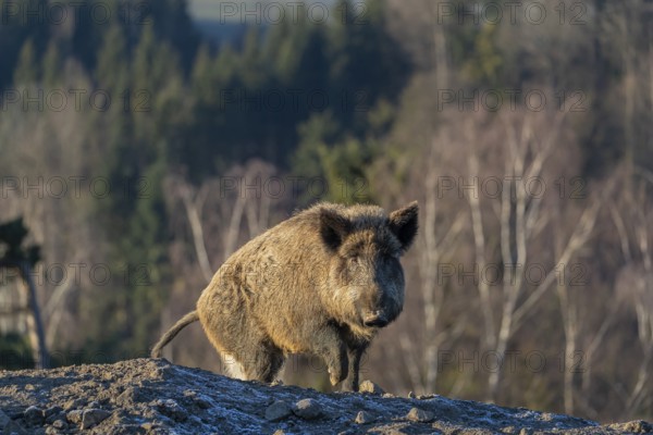 One wild boar or wild pig (Sus scrofa) walking over a small hill on an opening. First sweet morning light, a forest in the background